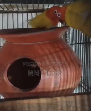 Breeding Pair with DNA Card