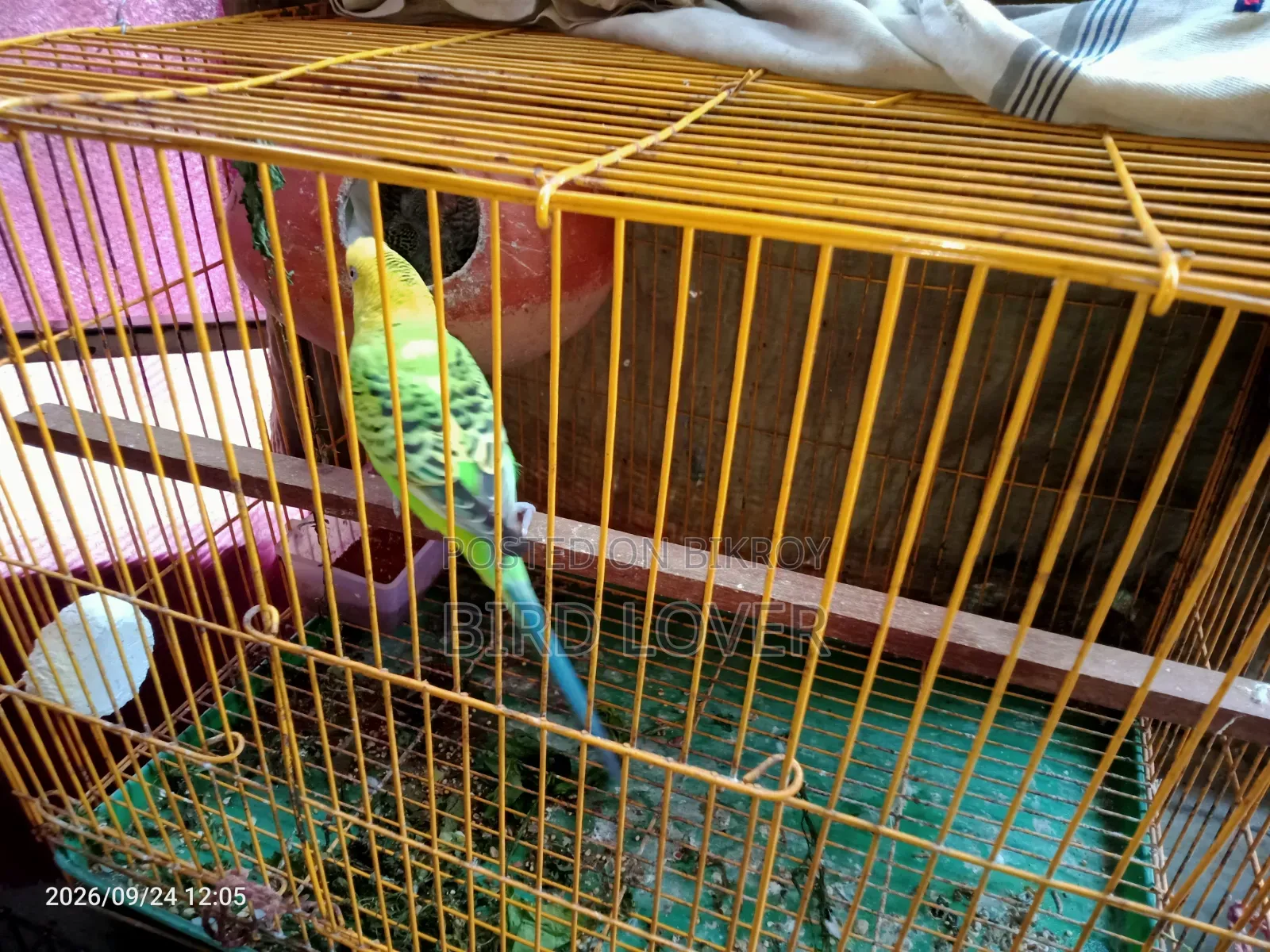 Budgerigar birds with chicks.