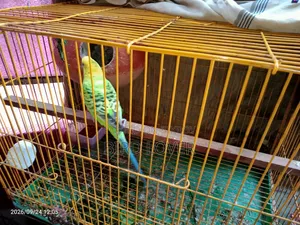 Budgerigar birds with chicks.