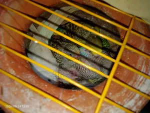 Budgerigar birds with chicks.