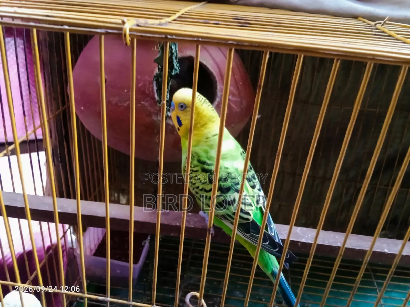 Budgerigar birds with chicks.