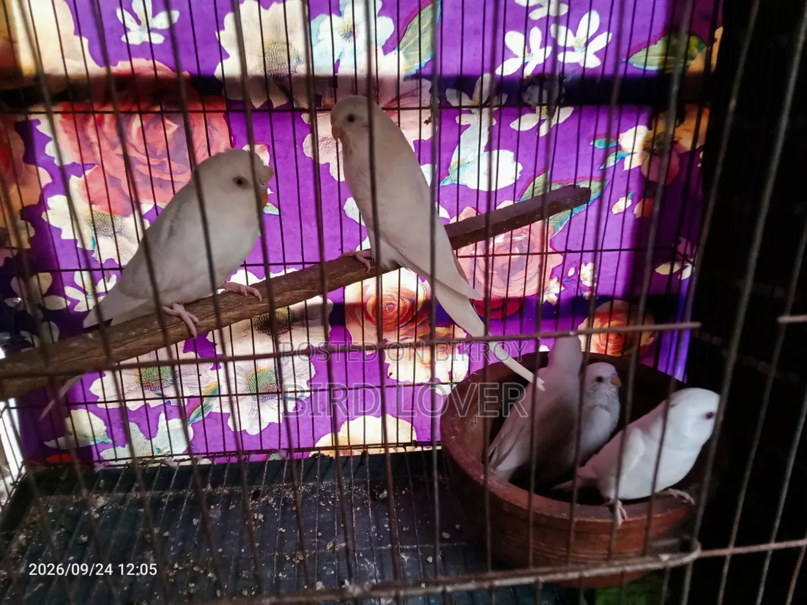 Budgerigar birds with chicks.