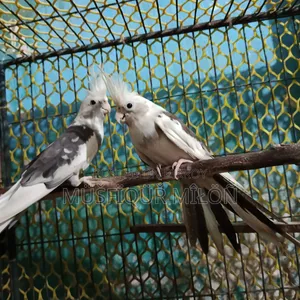 Cockatiel Bird