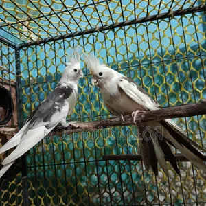 Cockatiel Bird