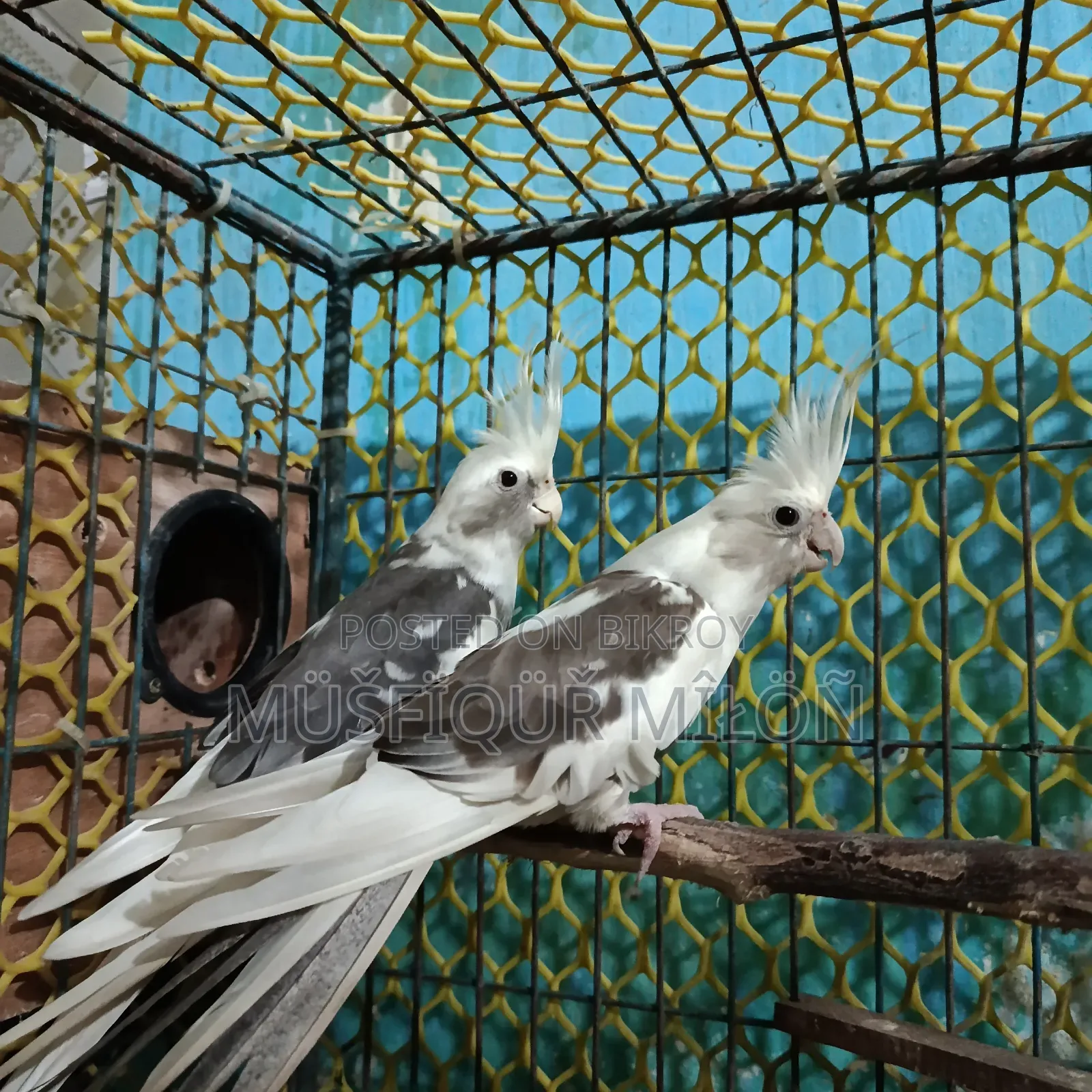 Cockatiel Bird