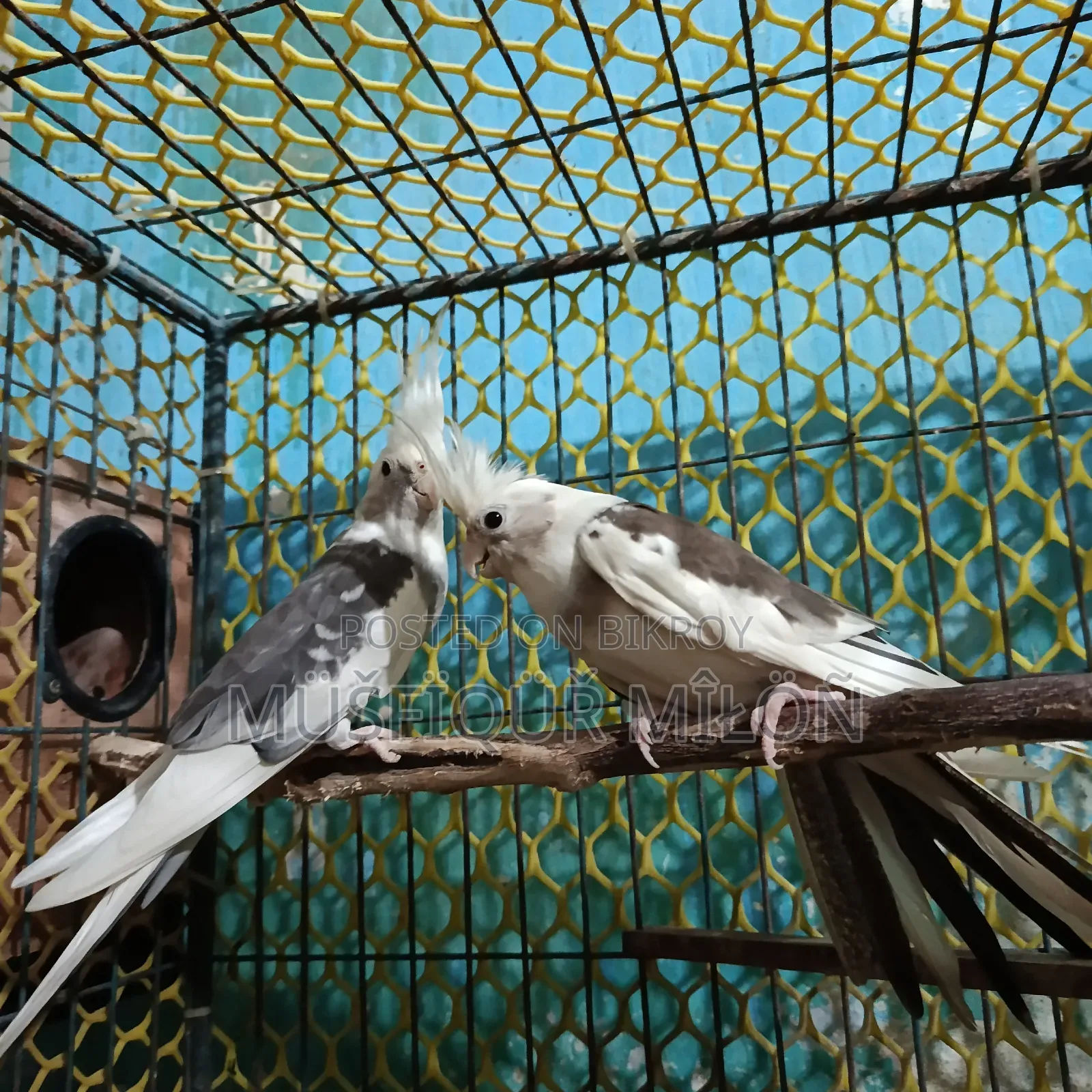 Cockatiel Bird