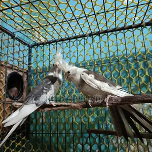 Cockatiel Bird