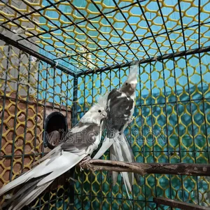 Cockatiel Bird