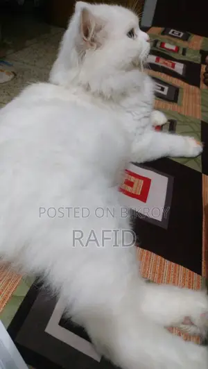 ১+ বছরের পুরুষ পিওরব্রেড পার্সিয়ান