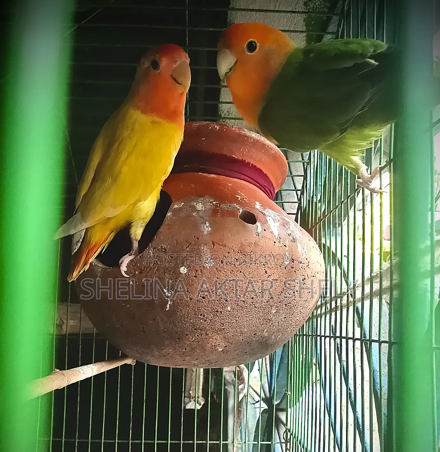 Lovebird Breeding Pair