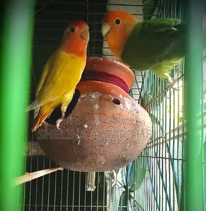 Lovebird Breeding Pair
