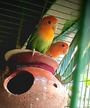 Lovebird Breeding Pair