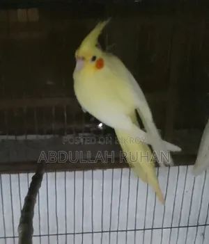 Cockatiel Heavy Pearl Lutino 1 Pair