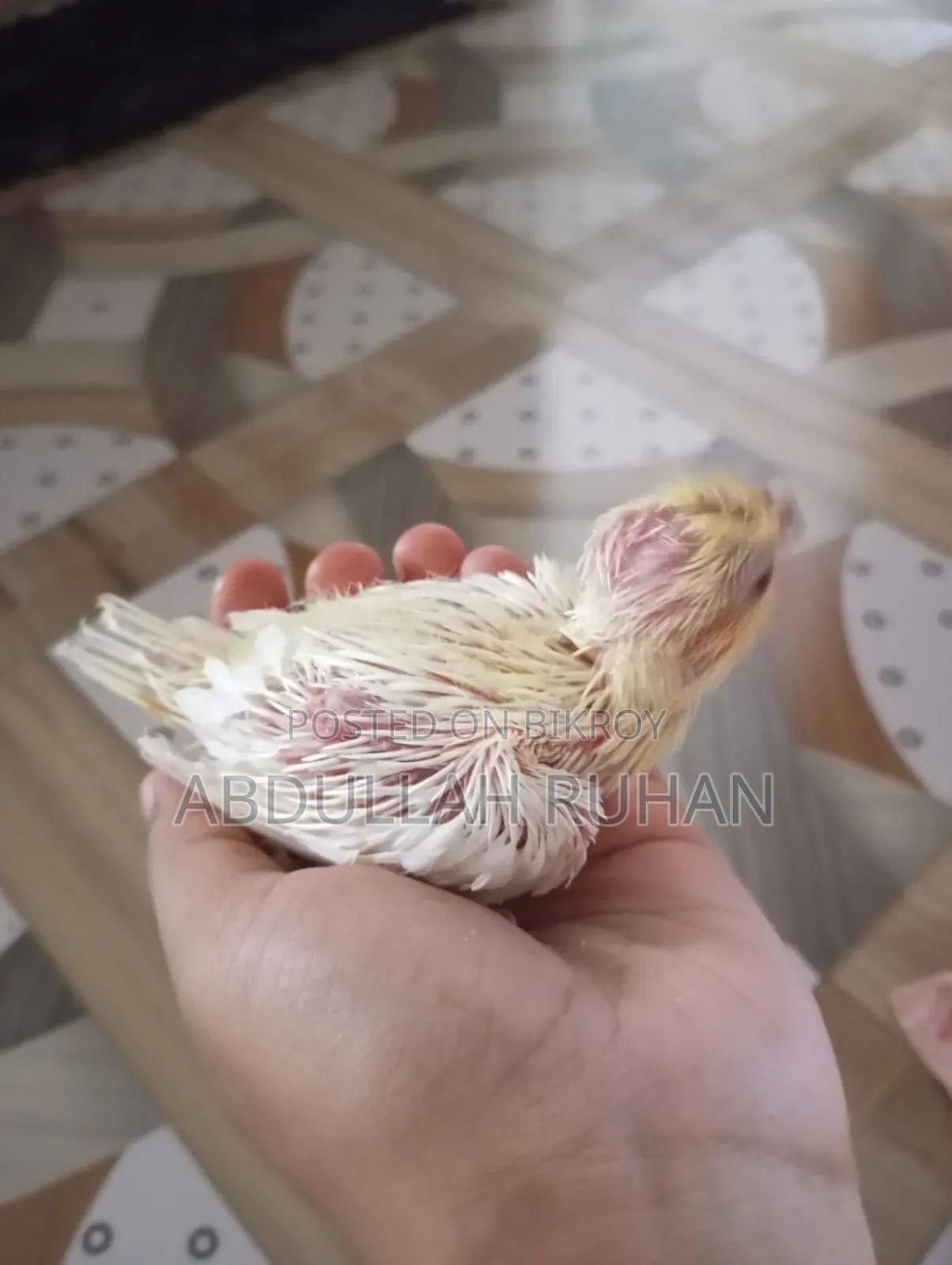 Lutino Cockatiel Red Eye Baby