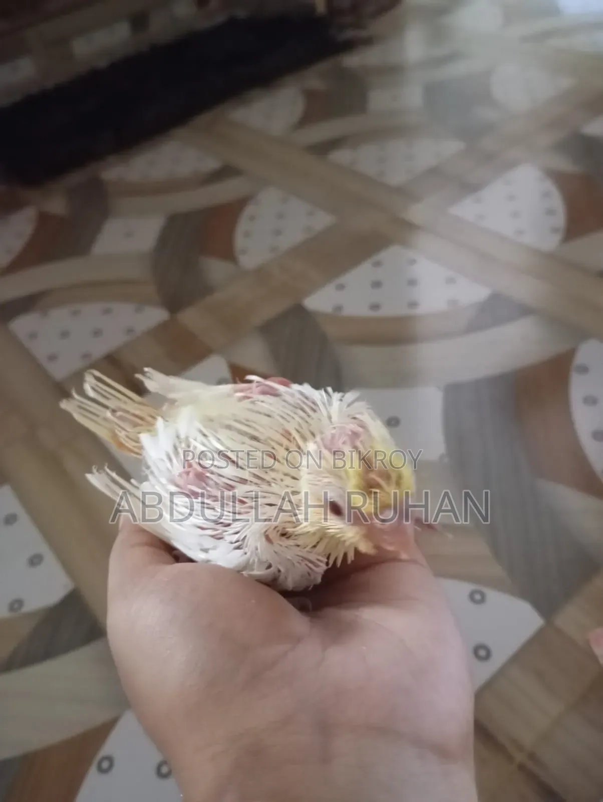 Lutino Cockatiel Red Eye Baby