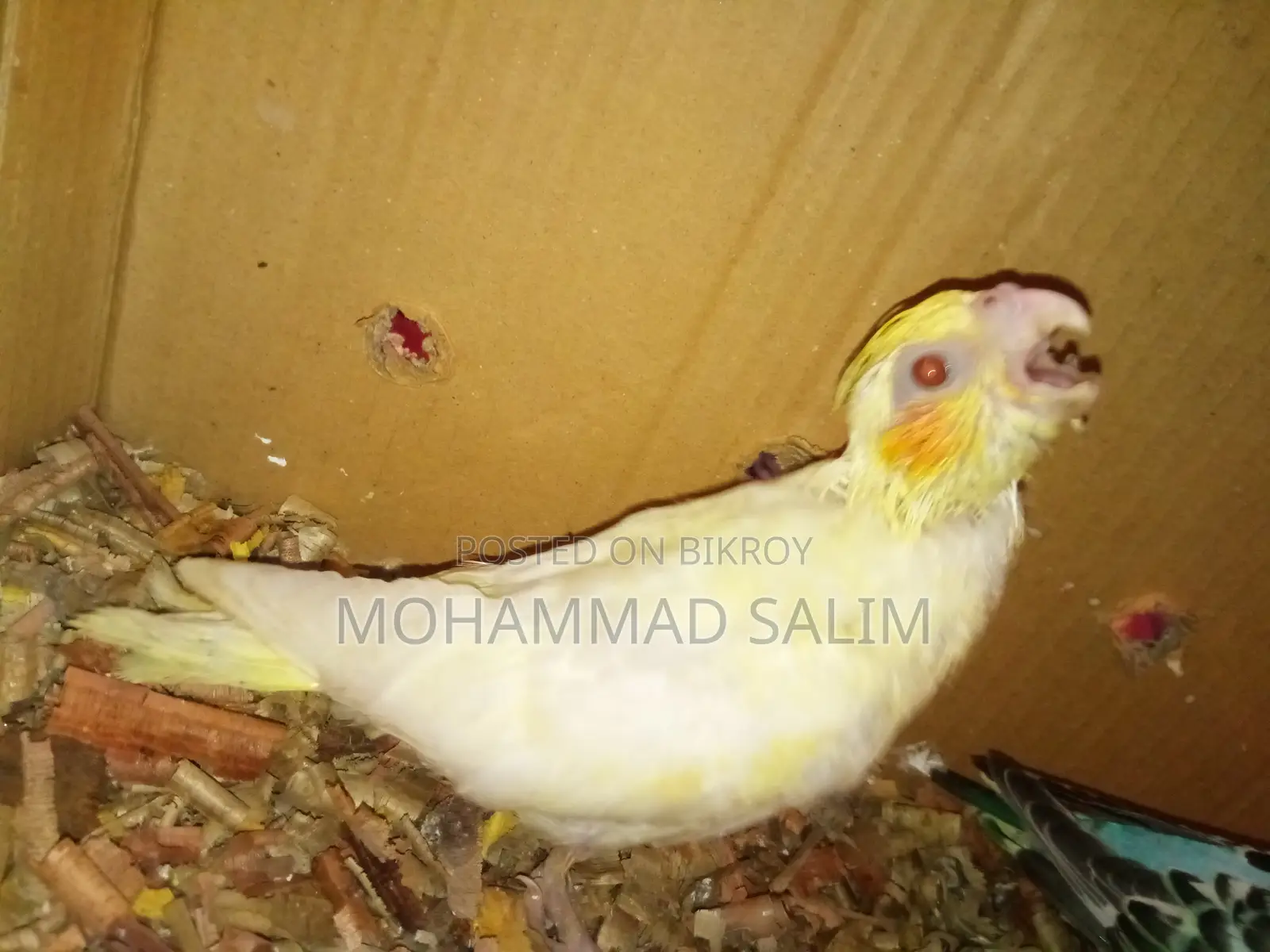 Tame Size Cockatiel Bird Babies