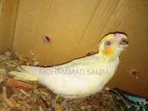 Tame Size Cockatiel Bird Babies
