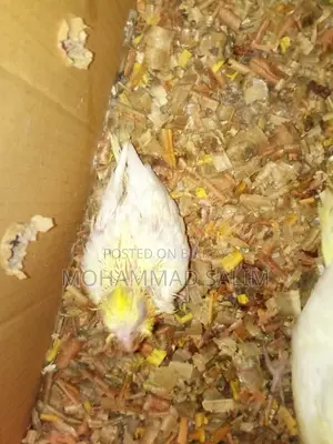 Tame Size Cockatiel Bird Babies