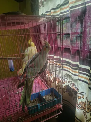 Cockatiel / Male