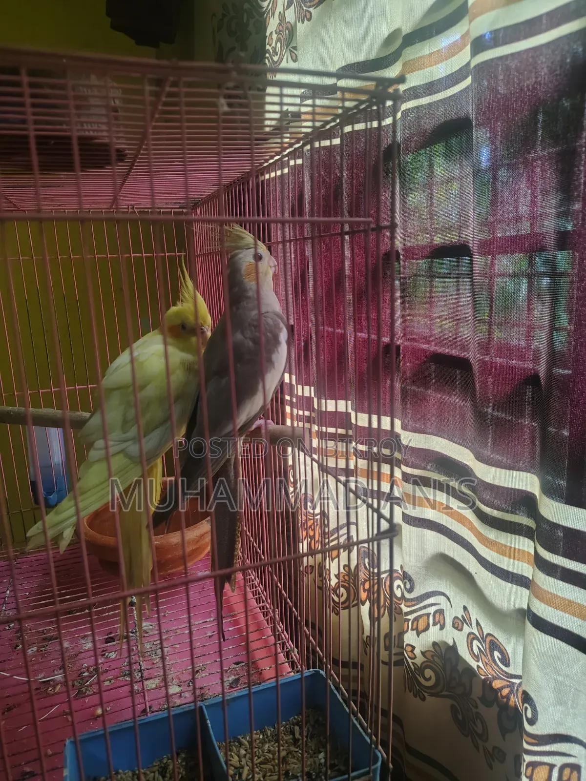 Cockatiel / Male