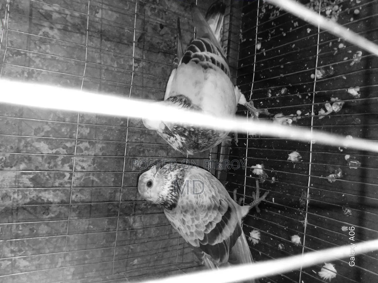Two Pairs of Pigeons