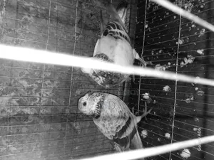 Two Pairs of Pigeons