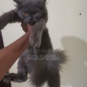 ৩-৬ মাসের মেইল পিউরব্রেড পার্সিয়ান