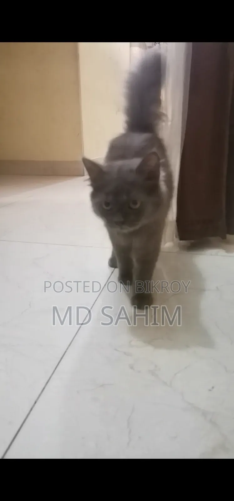৩-৬ মাসের মেইল পিউরব্রেড পার্সিয়ান