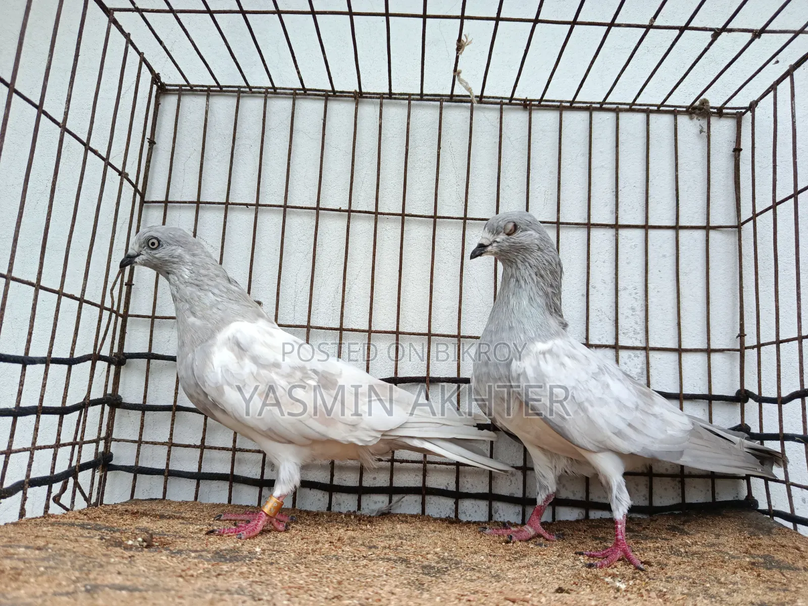 Khaki Pigeon Q