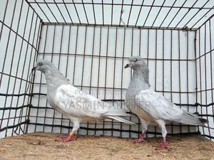 Khaki Pigeon Q