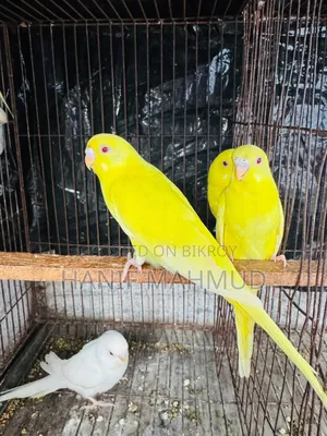 4 Red Eye Budgerigar Babies for Sale!