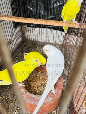 4 Red Eye Budgerigar Babies for Sale!