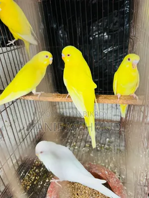 4 Red Eye Budgerigar Babies for Sale!