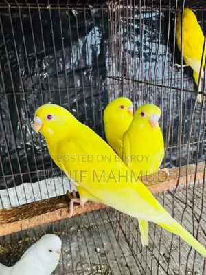 4 Red Eye Budgerigar Babies for Sale!