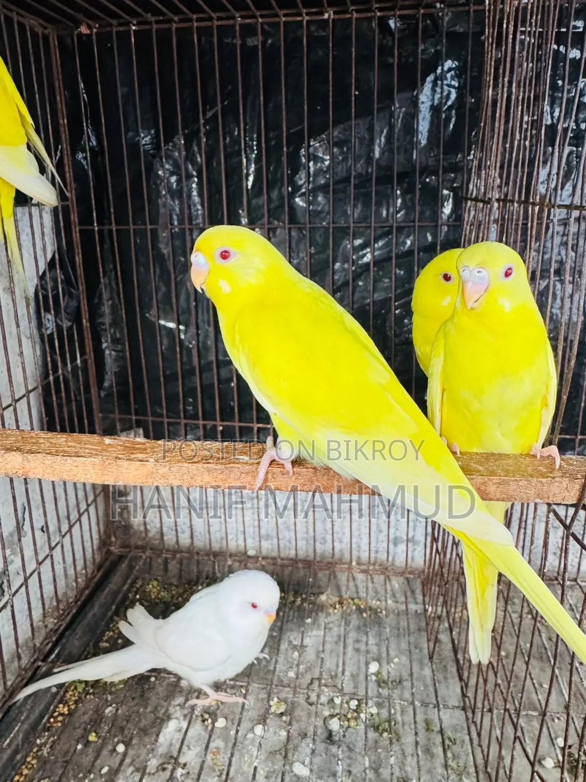 4 Red Eye Budgerigar Babies for Sale!