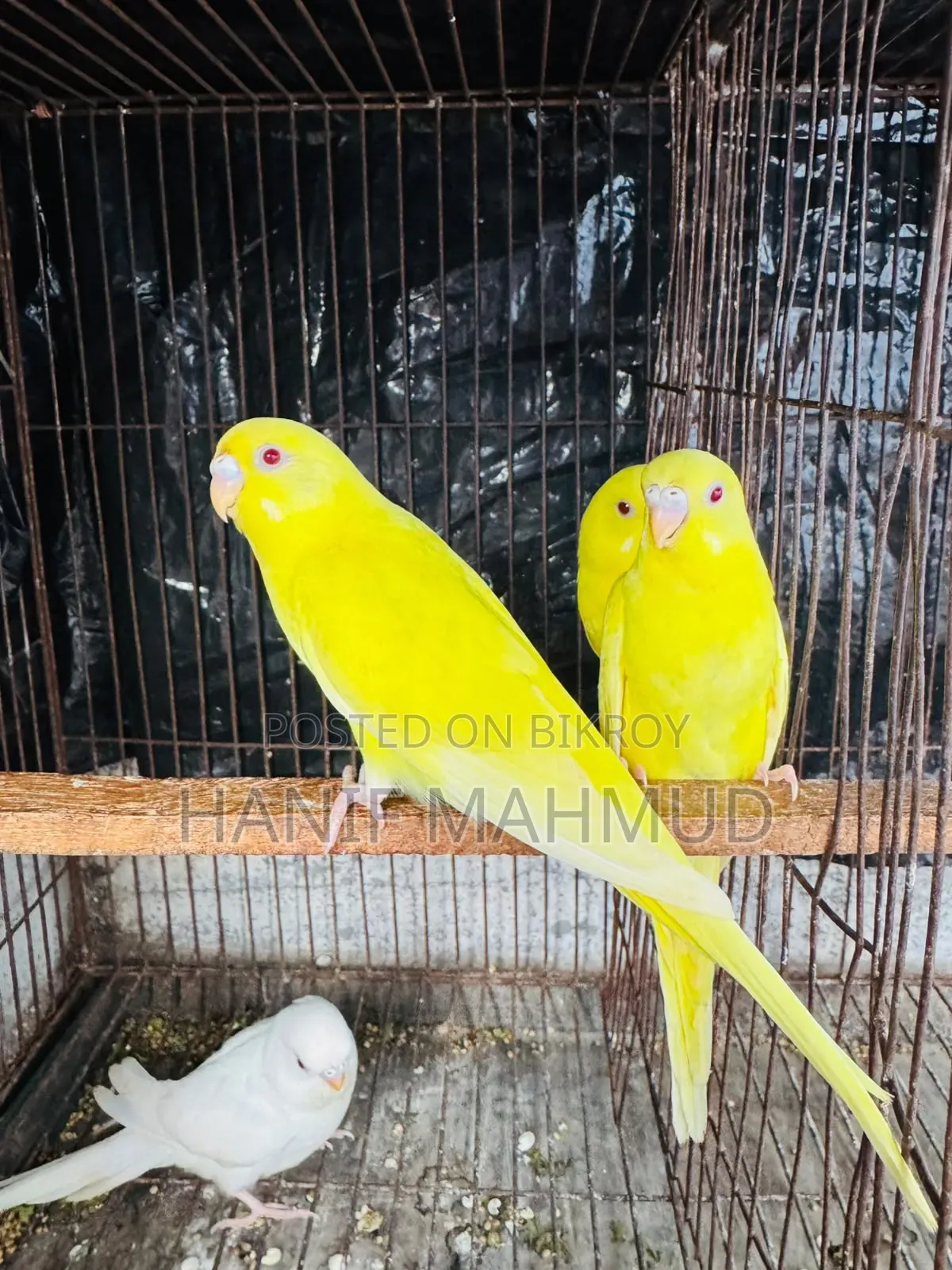 4 Red Eye Budgerigar Babies for Sale!