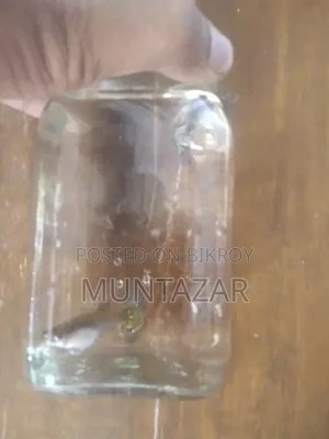 Yellow Tiger Cobra Guppy Breeding Pair for Sale in Chittagong