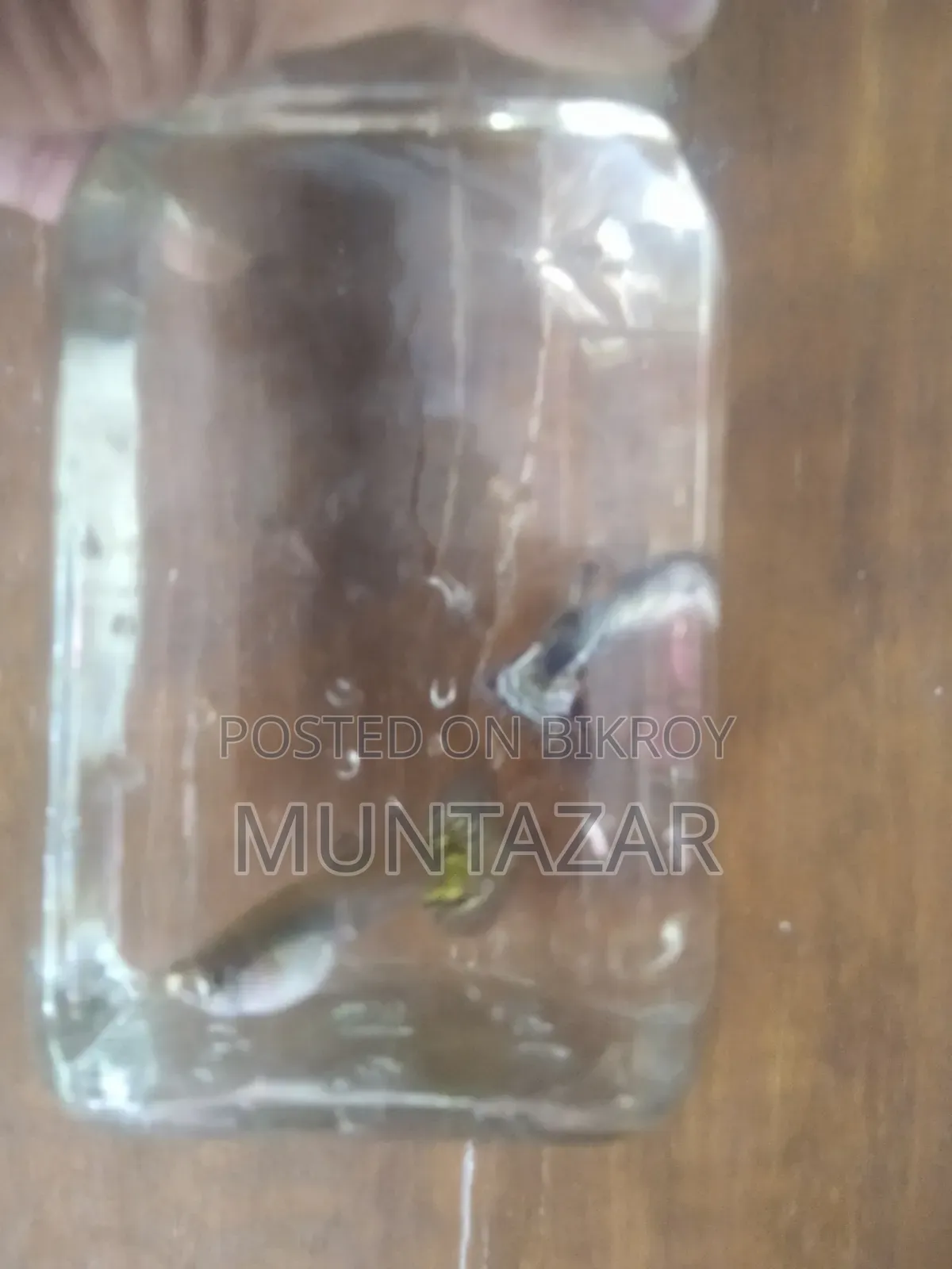 Yellow Tiger Cobra Guppy Breeding Pair for Sale in Chittagong