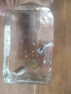 Yellow Tiger Cobra Guppy Breeding Pair for Sale in Chittagong
