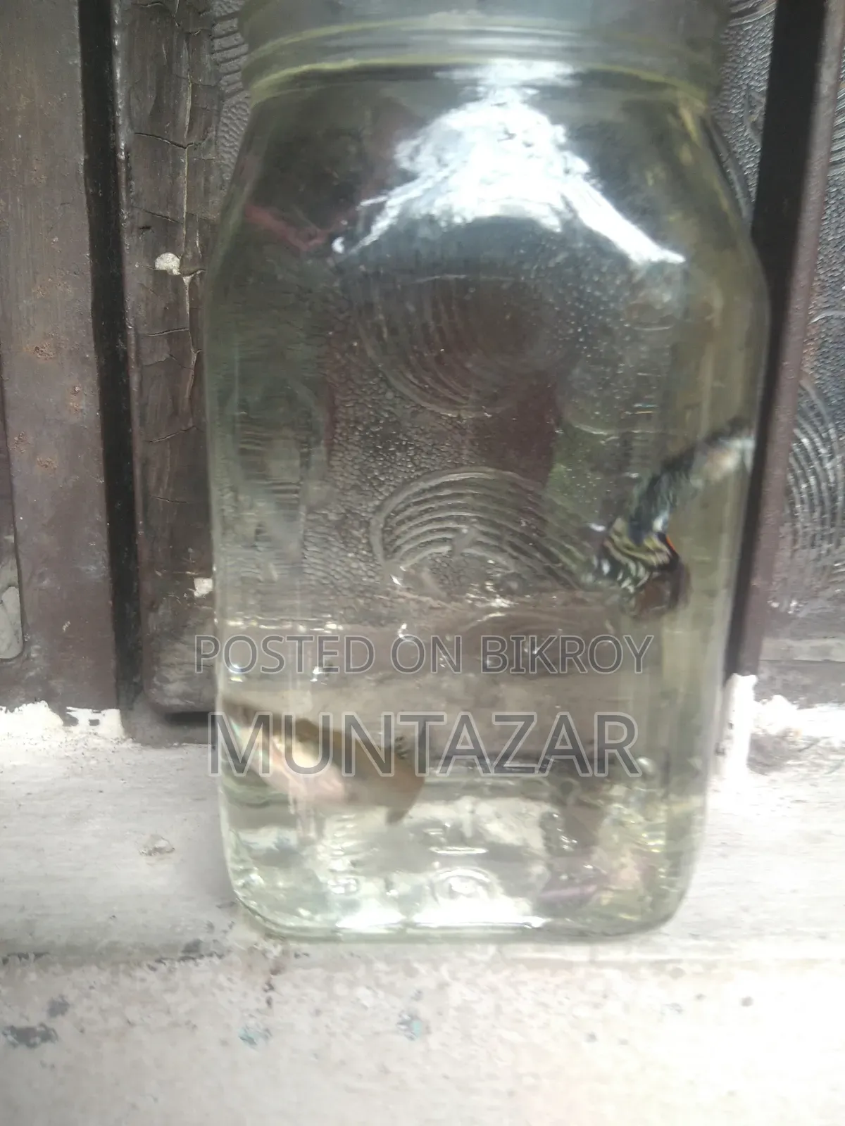 Yellow Tiger Cobra Guppy Breeding Pair for Sale in Chittagong