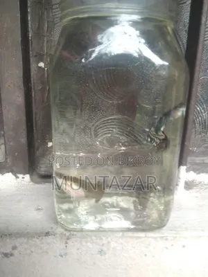 Yellow Tiger Cobra Guppy Breeding Pair for Sale in Chittagong