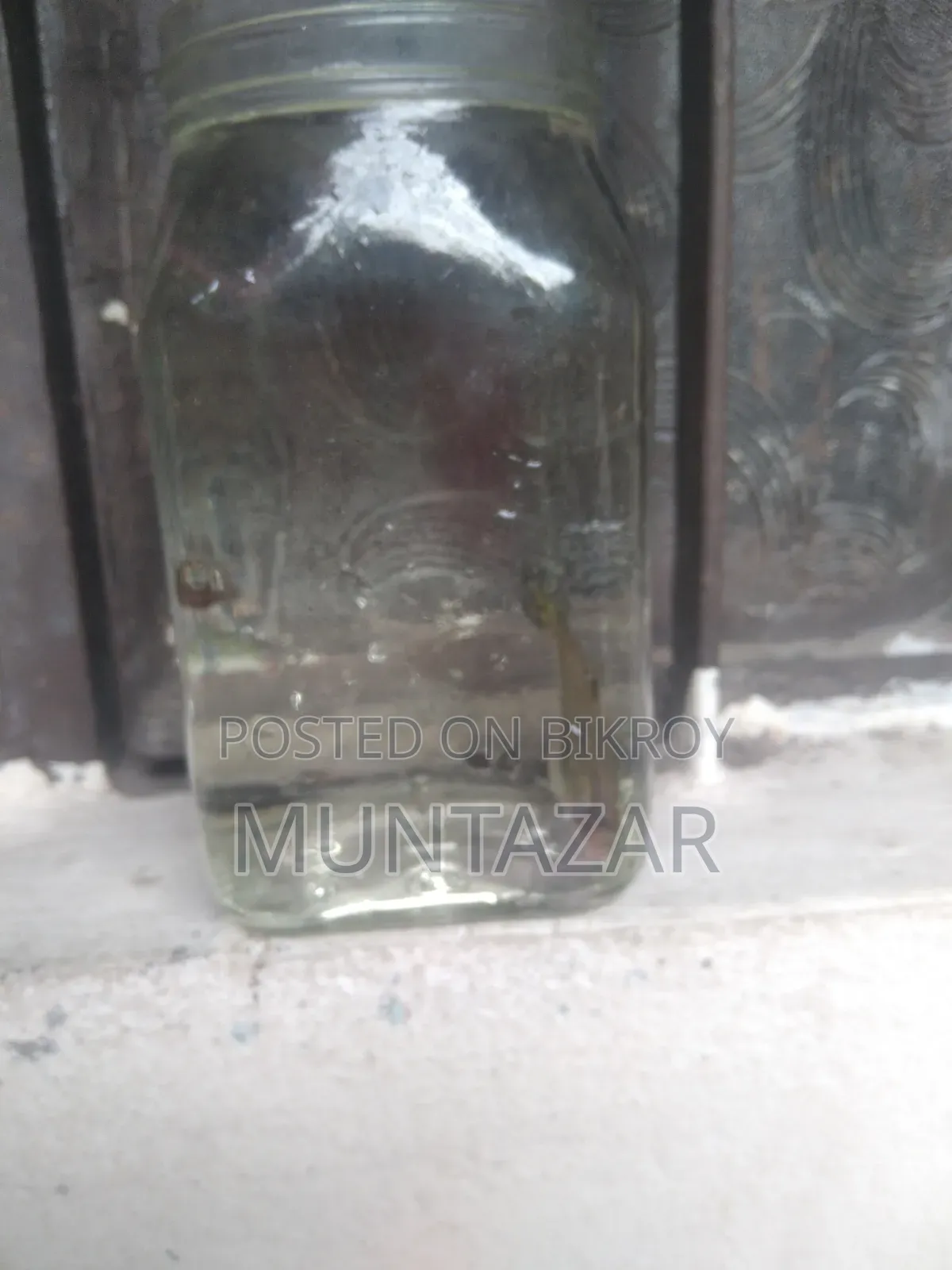 Yellow Tiger Cobra Guppy Breeding Pair for Sale in Chittagong
