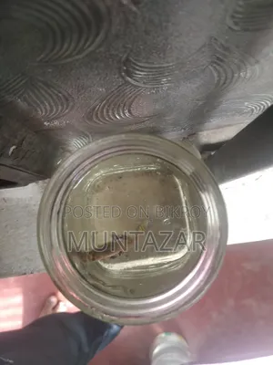 Yellow Tiger Cobra Guppy Breeding Pair for Sale in Chittagong