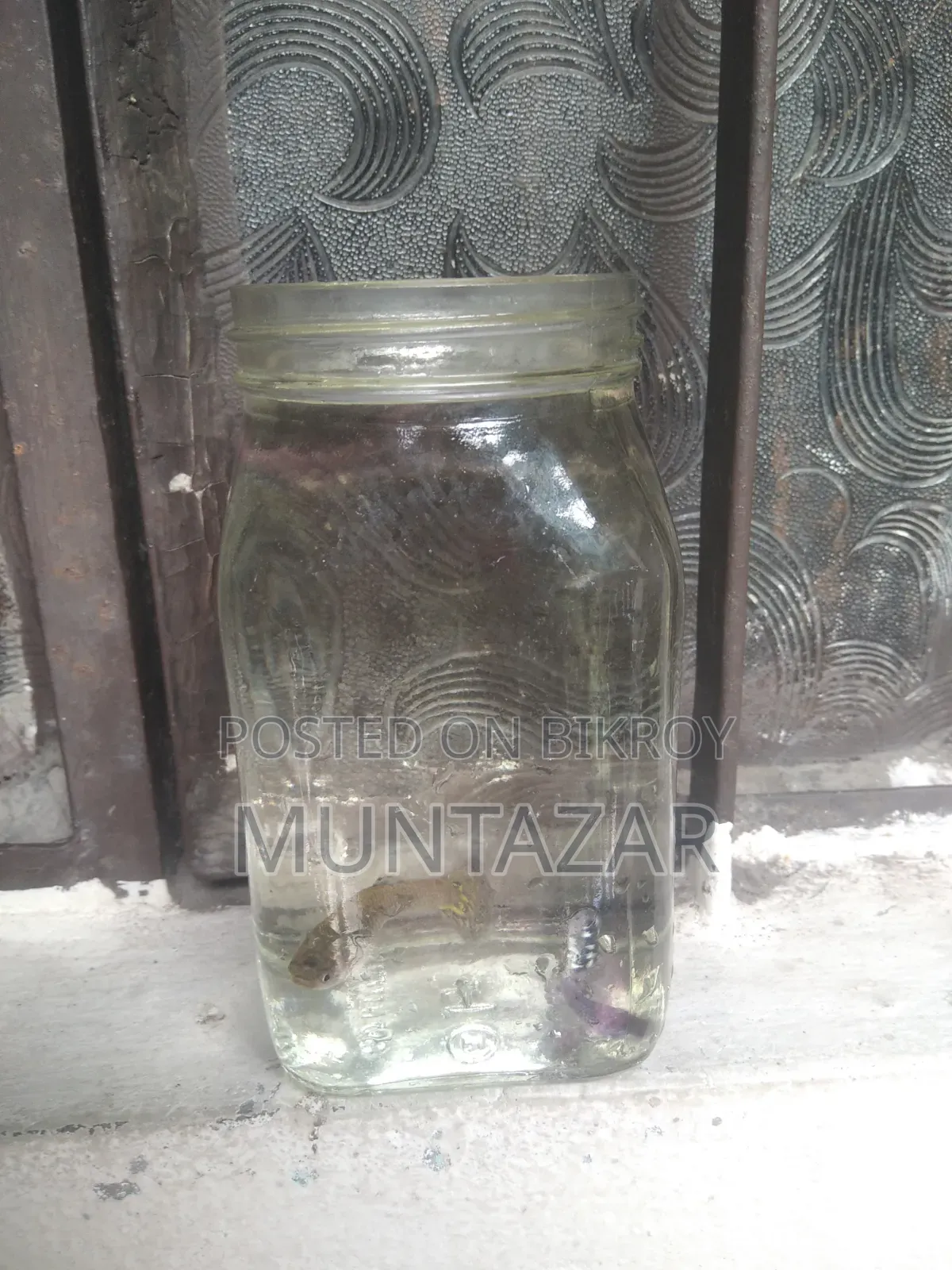 Yellow Tiger Cobra Guppy Breeding Pair for Sale in Chittagong