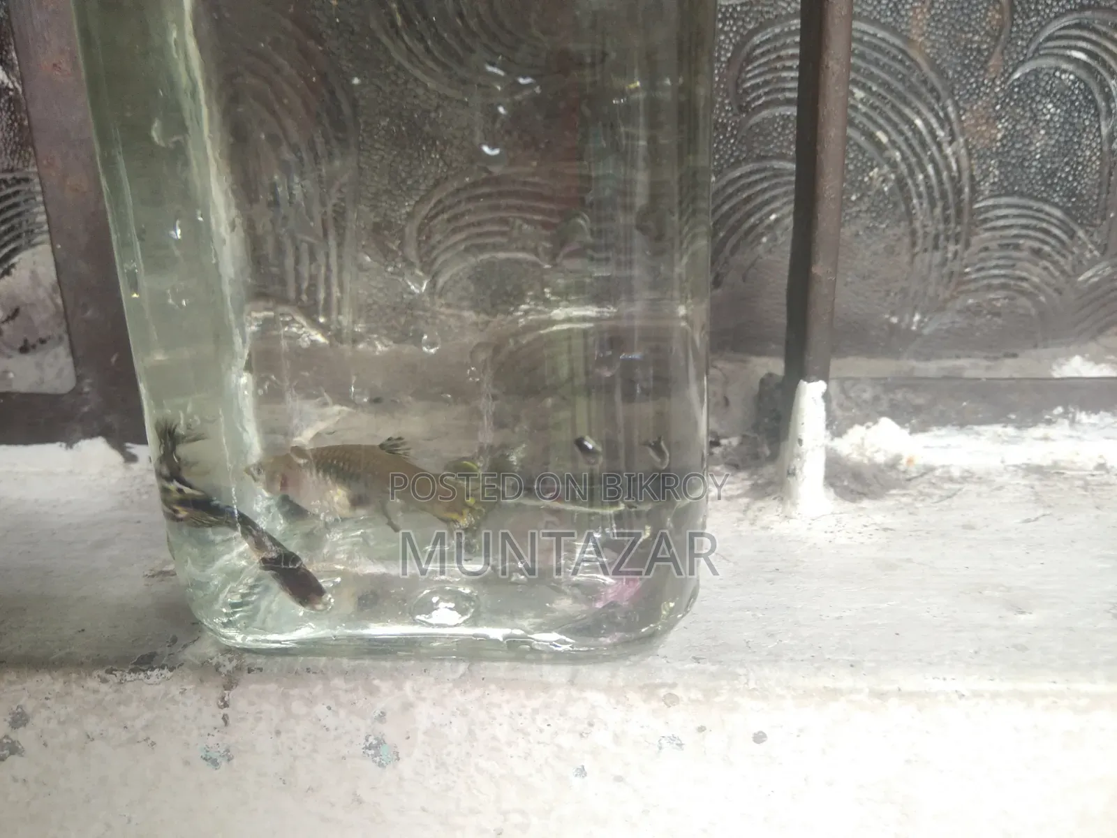Yellow Tiger Cobra Guppy Breeding Pair for Sale in Chittagong