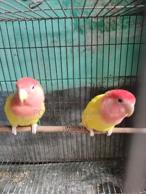 Love Birds Offline