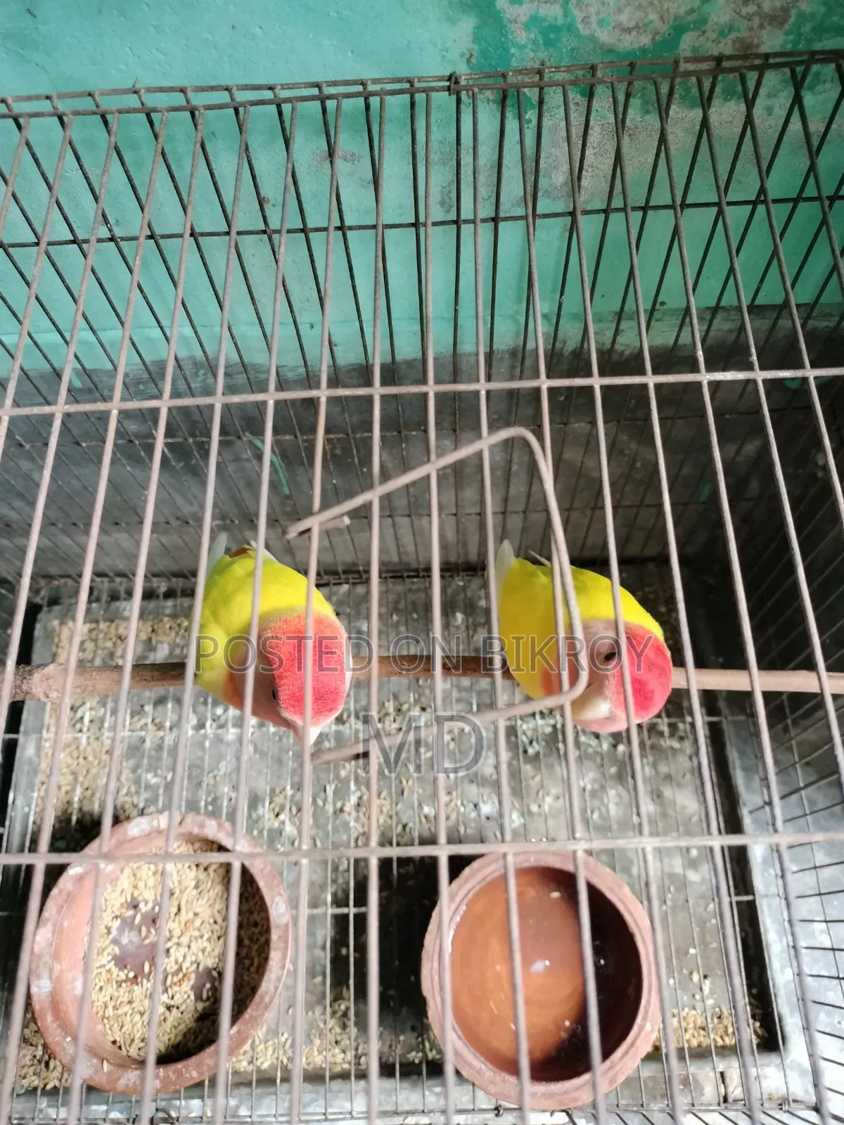Love Birds Offline