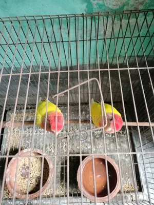 Love Birds Offline
