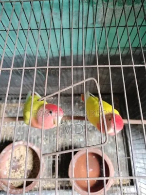 Love Birds Offline