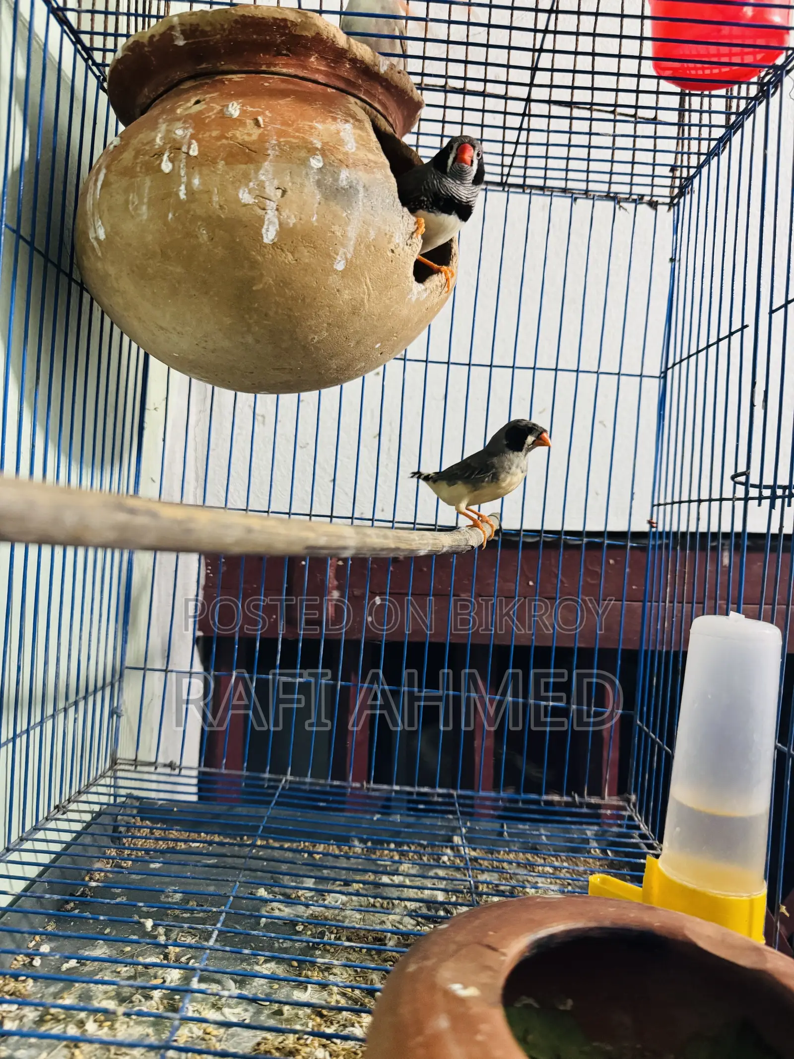 ফিন্চ পাখি